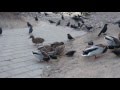 Кормление городских птиц (анонс сюжета)