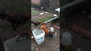 chicken fighting