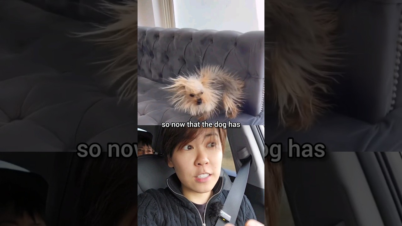 The Shocking Science of Static Electricity: Why a Dog's Fur Stands Up Explained by Physics! #physics