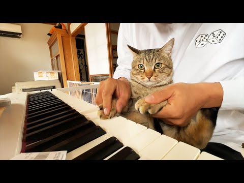 猫のピアノ演奏をお聴きください。