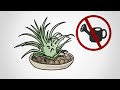 The plant you dont have to water