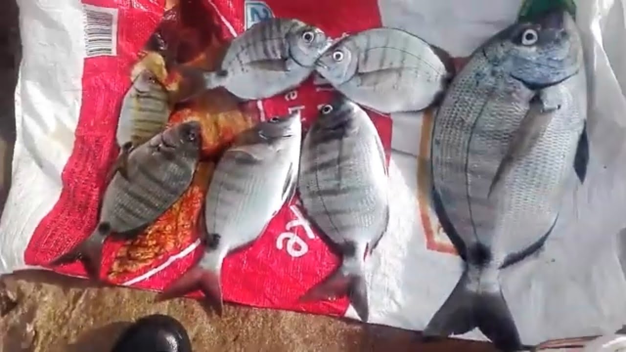 فيديو لن تمل من مشاهدته البيلوطة تسراب وتوقاف  مصيد  صخري  الرباط معركة مع الشرغو المقلقل من العلاوة