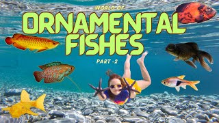 Colour Filled Waters | World of Ornamental Fishes – Part 2| Underwater | Learning for Kids!..