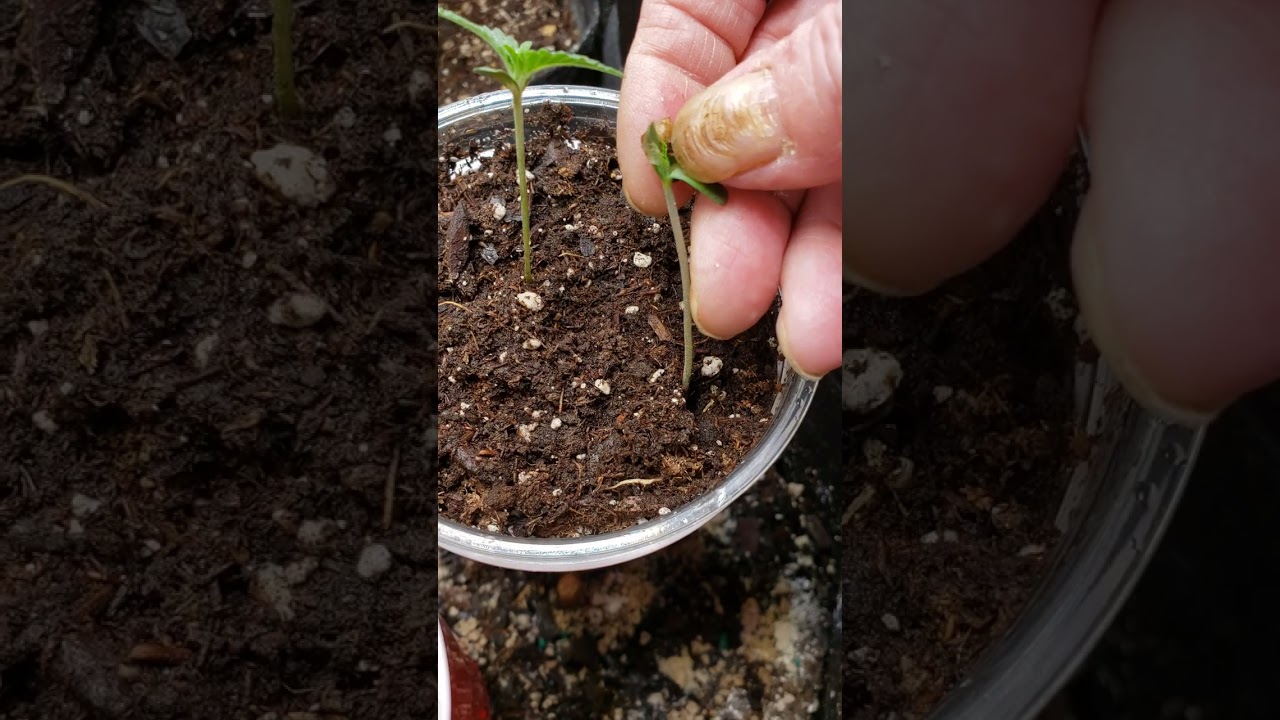 sprouts & tent progress on 420 boomer learning to grow series