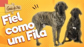 FILA BRASILEIRO: O cão que morde e não solta! | Guia de Pets