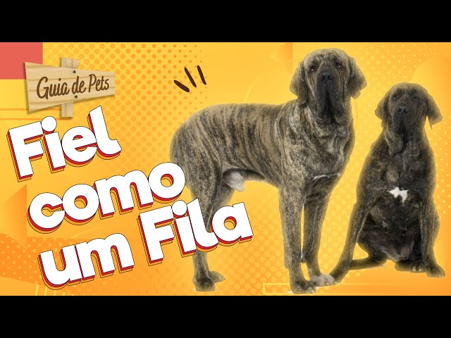 FILA BRASILEIRO: O cão que morde e não solta!