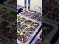 Fall Garden Season is Underway 🌱 #garden #fallgarden #seeds #seedstarting #zone9b