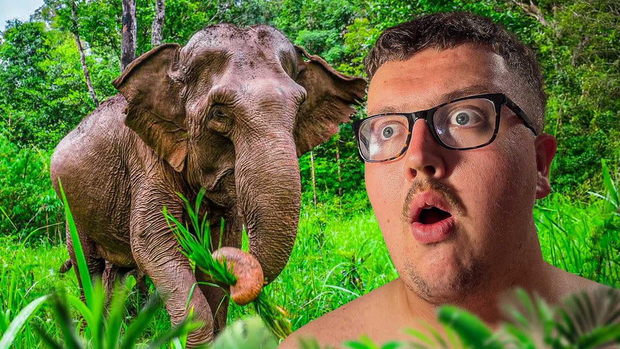 Hand-Feeding ELEPHANTS in the JUNGLE!