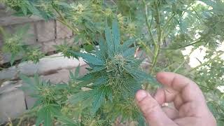 Outdoor Grow 2026: Alien Glue, Rainbow AK-47 | Bud Shots #CanukSeeds