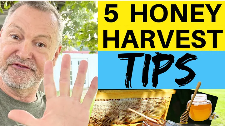 Beekeeping | 5 Tips For Harvesting Your Honey