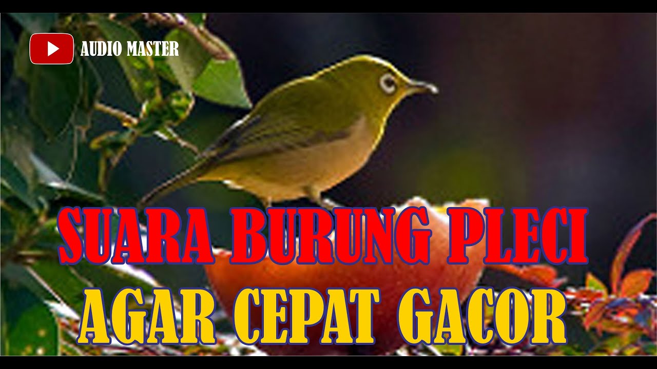 SUARA BURUNG PLECI AGAR CEPAT GACOR 