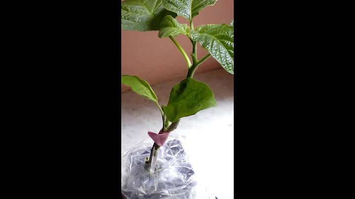 graft aubergine!!!!!!!...