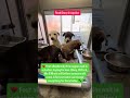 Four abandoned pittie puppies arrived at the shelter with nothing #usa #rescue #canada #viral #reels