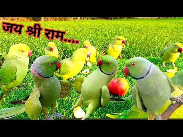 Ringnaeck Parrot Sound Videos | Parrot Talking Sounds/ Voice| Tanishu Singh |@ParrotMedia class=