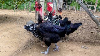 Colocando galinhas pra chocar e mostrando frangas, frangos , galo e galinhas mottled