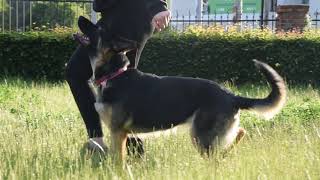 Courage Abalio (Freya) 3 years old - FCI OBEDIENCE