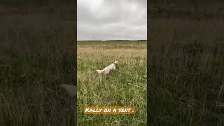 Here Kally, our English setter .