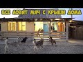 Массовый дурдом ! Открытие сезона " Все ловим мяч " Крутые прыжки от питбулей / Напденение волков !