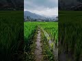 Peaceful Rain Walk Through Green Rice Fields 🌧️🌾 | Village POV ASMR