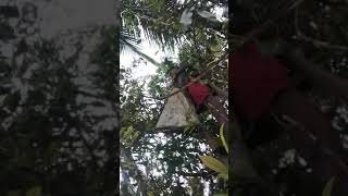 Download Lagu memete cingke MP3