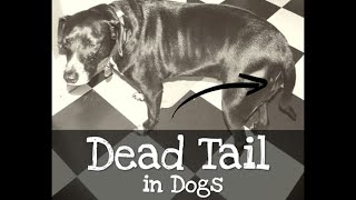 Dead Tail in Dogs  The Buzby Dog Podcast