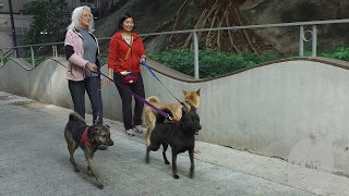 High rent forces dog saver out of pet-friendly Ap Lei Chau