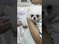 His first vaccine… 🥺 #dog #puppy #pomeranian #pets #cutedog #cute #funny #pom #vaccine
