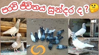 පරවි ජීවිතේPigeon's Life