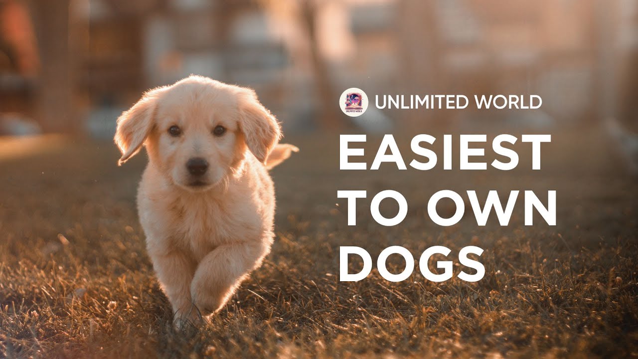 Top 10 easiest dog breed in the world Animal YouTube