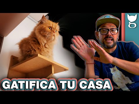 Video: Cómo hacer de tu hogar un lugar amigable para los gatos