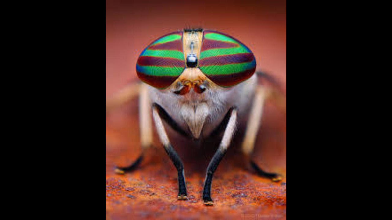 Driver's License Louisiana Replacement