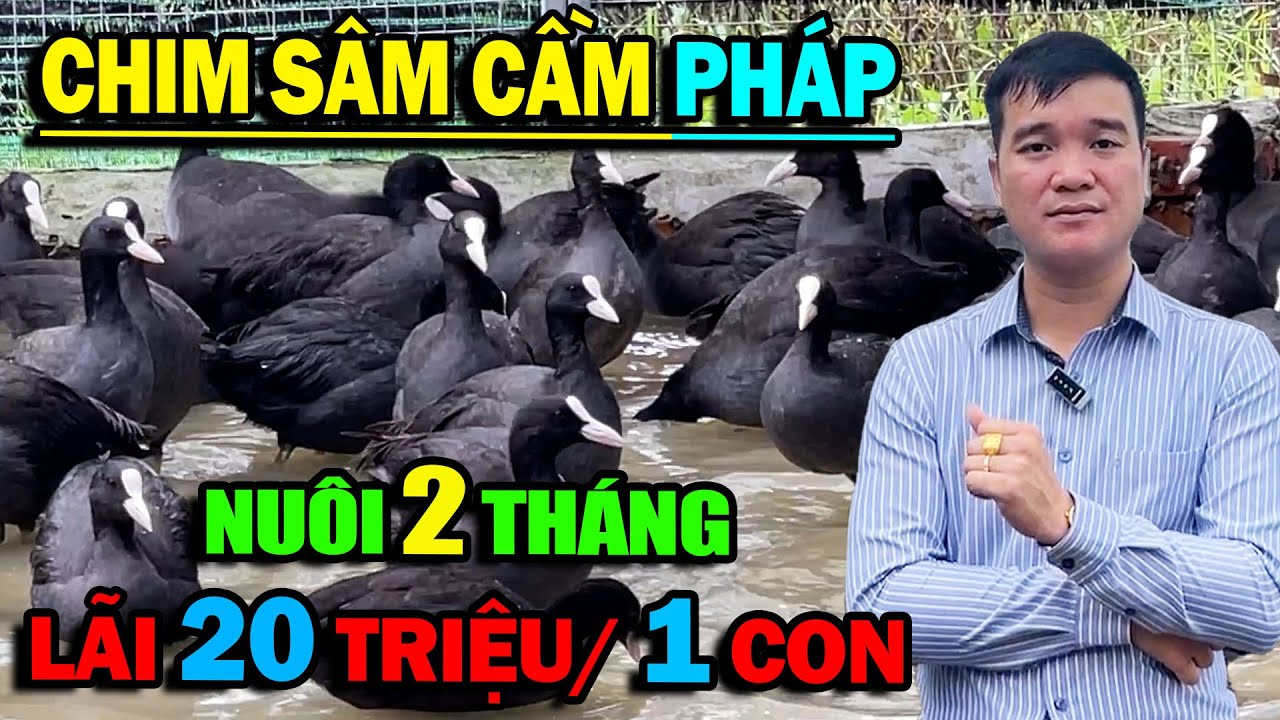 CHIM SÂM CẦM PHÁP - THU 20 TRIỆU ĐỒNG /1 CON CHỈ SAU 2 THÁNG CHĂN NUÔI | ĐI LÊN TỪ LÀNG