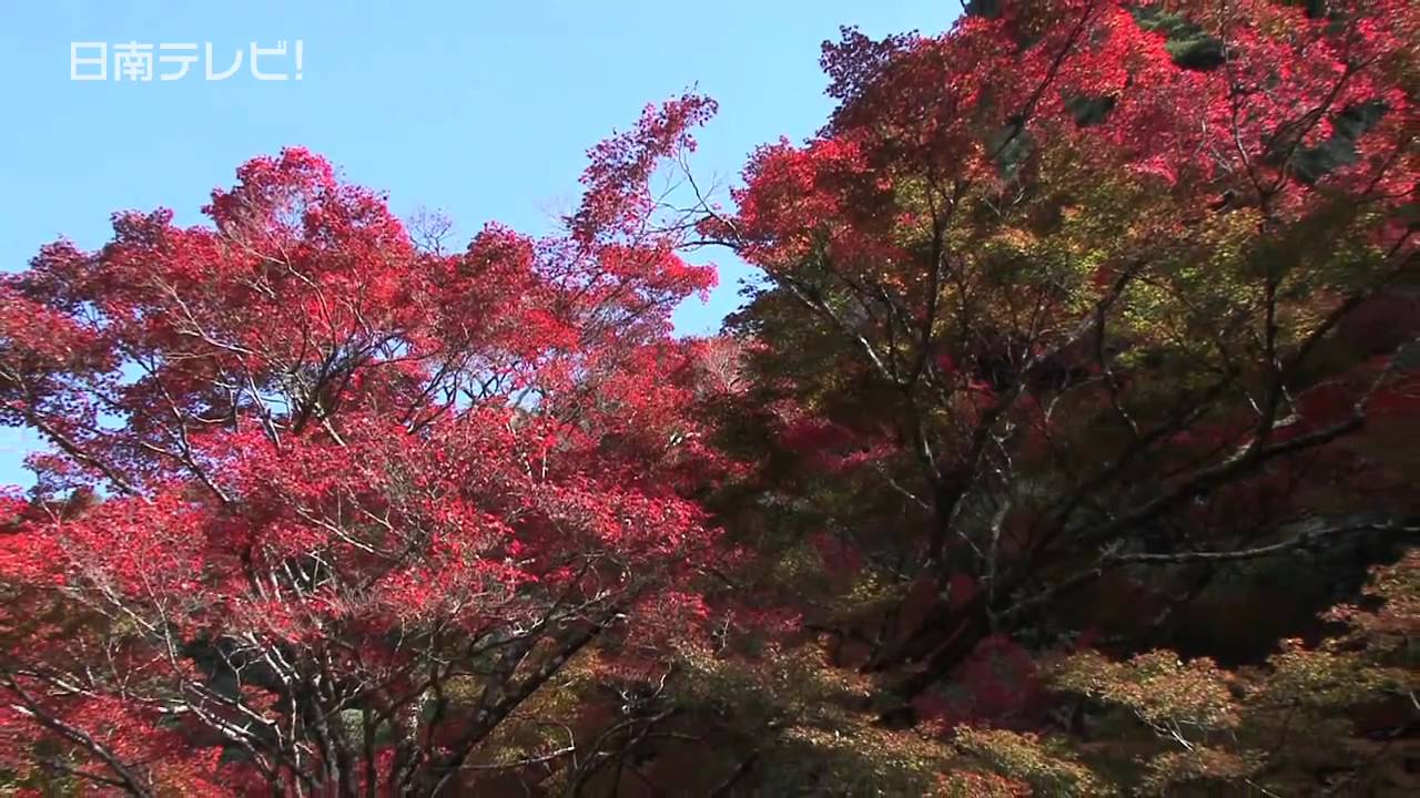 樹齢200年 イロハモミジの紅葉 11月中旬が見頃 - YouTube