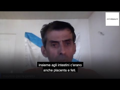 Intervista pt. 2 – i feti dei vitellini