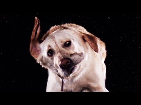 Wet animals shake in slow motion - Slo Mo #6 - Earth Unplugged