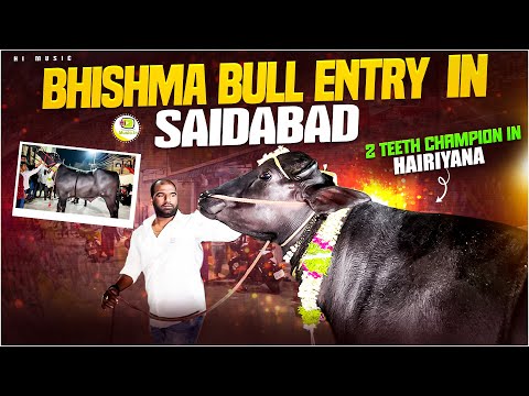 Manoj Yadav Bhishma Bull 2025 Entry Saidabad Sadar 2 Teeth Champion In Haryana