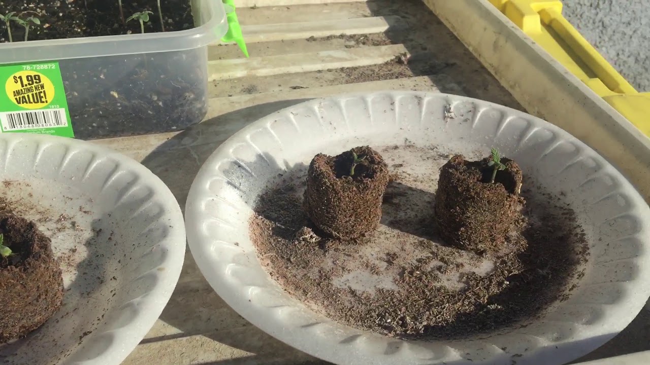 2019/2020  outdoor kali grow November 18