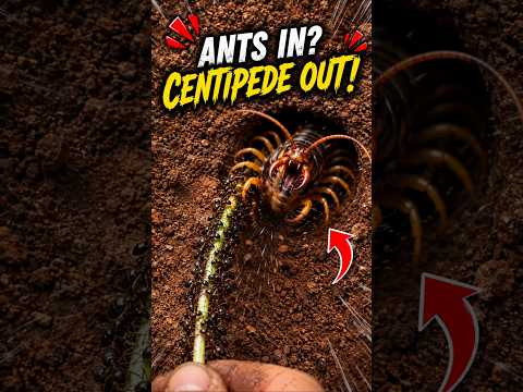 Ants Flushed Out A Giant Centipede 😱🐜 #ants #centipede thumbnail
