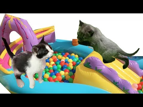 Gato jugando con una pelota sale