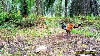 MIKAT AYAM HUTAN DI LEPASKAN LAGI..!! BIAR MAKIN BANYAK  👌👌👌