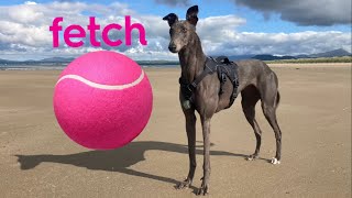 GREYHOUND’S first time playing ball on the beach : Did she bring it back?