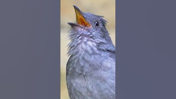Thumbnail of Screaming piha slo-mo.