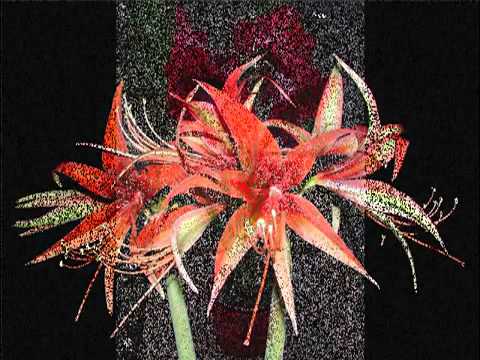 ЦВЕТЫ: Гиппеаструм И Амариллис...