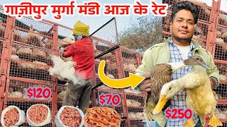 Today Chicken Rate Ghazipur Murga Mandi Wholesale Chicken Market Chicken Rate Today Rrrm