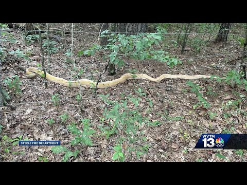 Massive python captured in St. Clair County