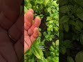 Farmer vi svelo un trucco per curare il vostro basilico #basilico #cucina #aromatiche #shorts