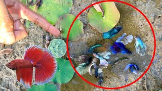 Exploring a Hidden Paradise: Discovering an Unbelievable Trove of Betta Fish!