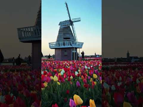 Every spring, the Netherlands turns into a sea of color 🌷🇳🇱