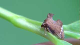 Treehopper