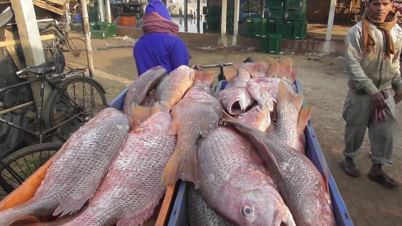 Indian Beautiful Big Fish ( Lali Bhola Bhetki ) | Fish Coming From Digha Mohana Sea Beach | Indian Food Loves You